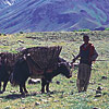 Yak Farmer