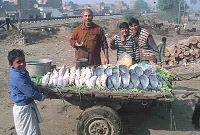 Fish merchant